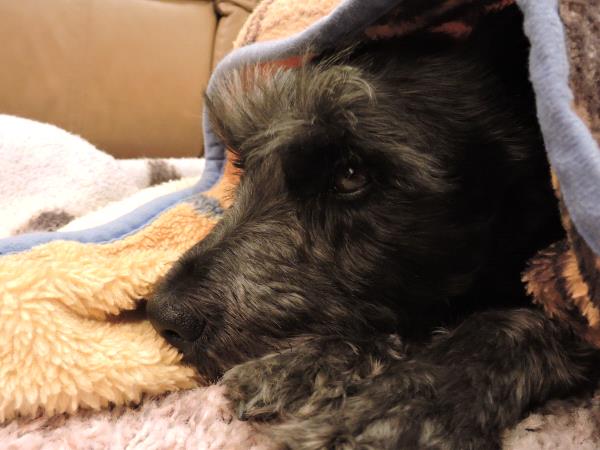 /Images/uploads/Humane Society of Utah/HSUCalendar/entries/1599thumb.jpg